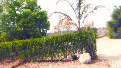 Plants growing all over wall