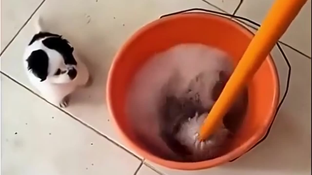 😂🤣 I Am Here To Help Mommy To The Best Of My Abilities | FunFM