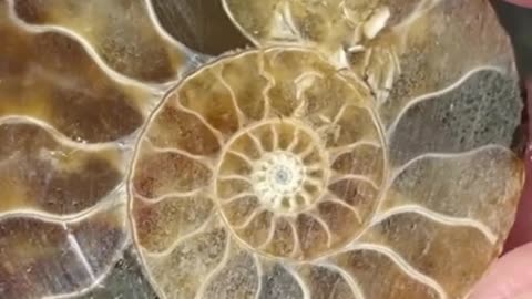Ammonite Cut Open
