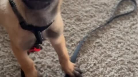 Dog reels
