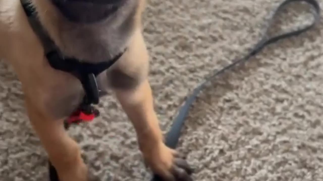 Dog reels