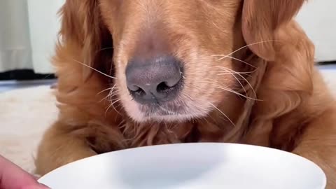 "A Golden Retriever with blueberries in its mouth, showing a cute and helpless expression"