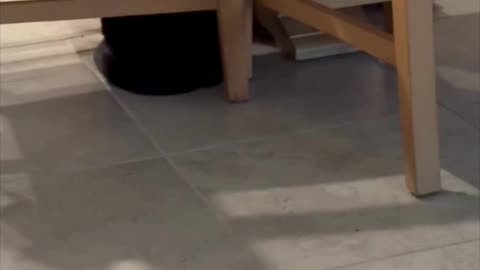 Cute Precious Piper is Aspiring to Be a Table Base - Adopting a Cat from a Shelter Vlog #shorts