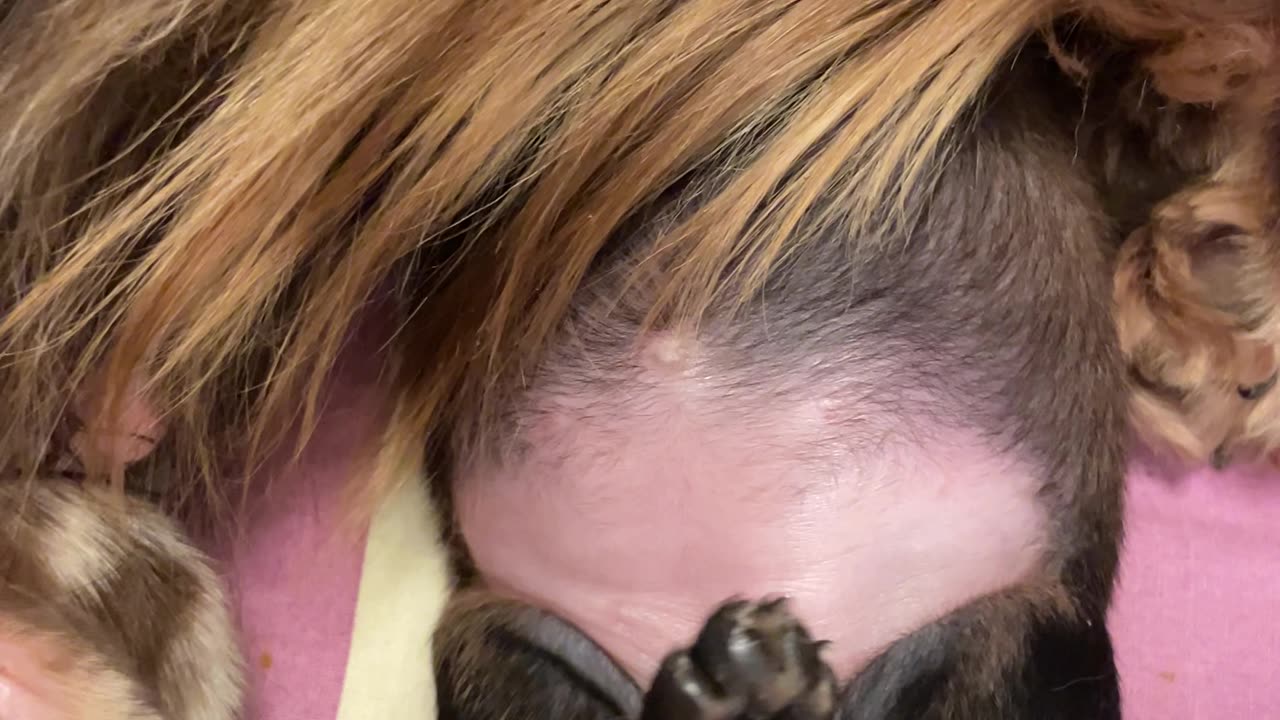 Newborn Dachshund Cuddles With Mom