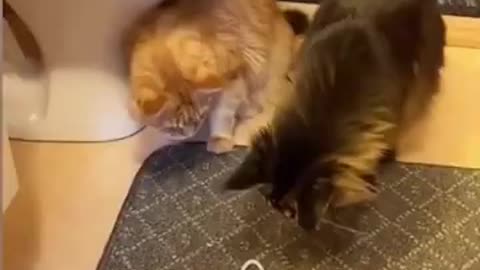 Funny animal videos