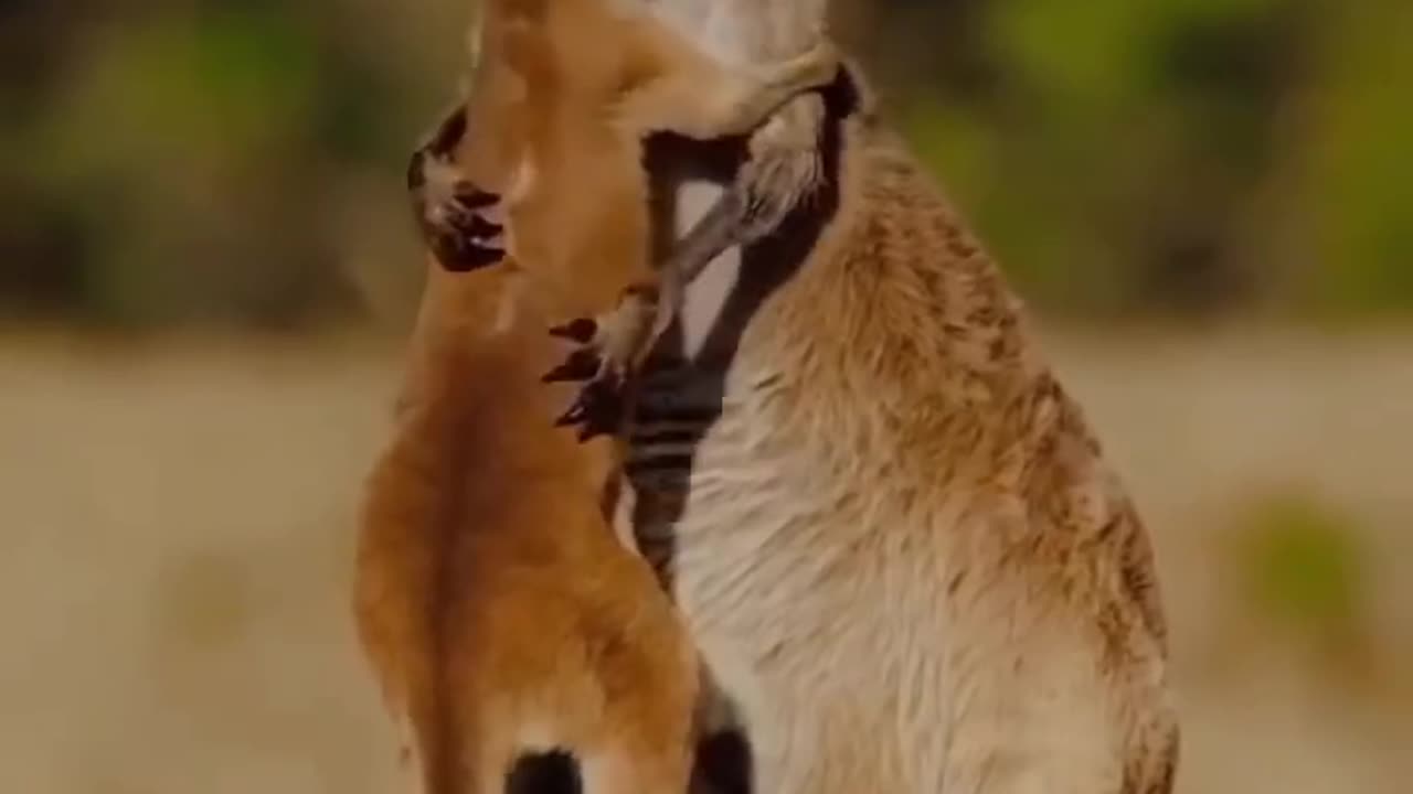 kangaroos#iral#ideo#ANIMALS