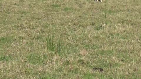 cow