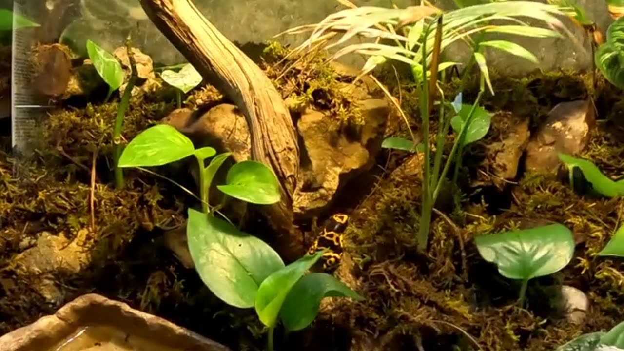 Yellow Banded Poison dart frog at San Juan de Aragon Zoo in Mexico City