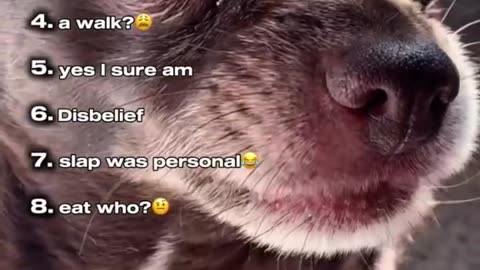 Do Dogs Understand English?