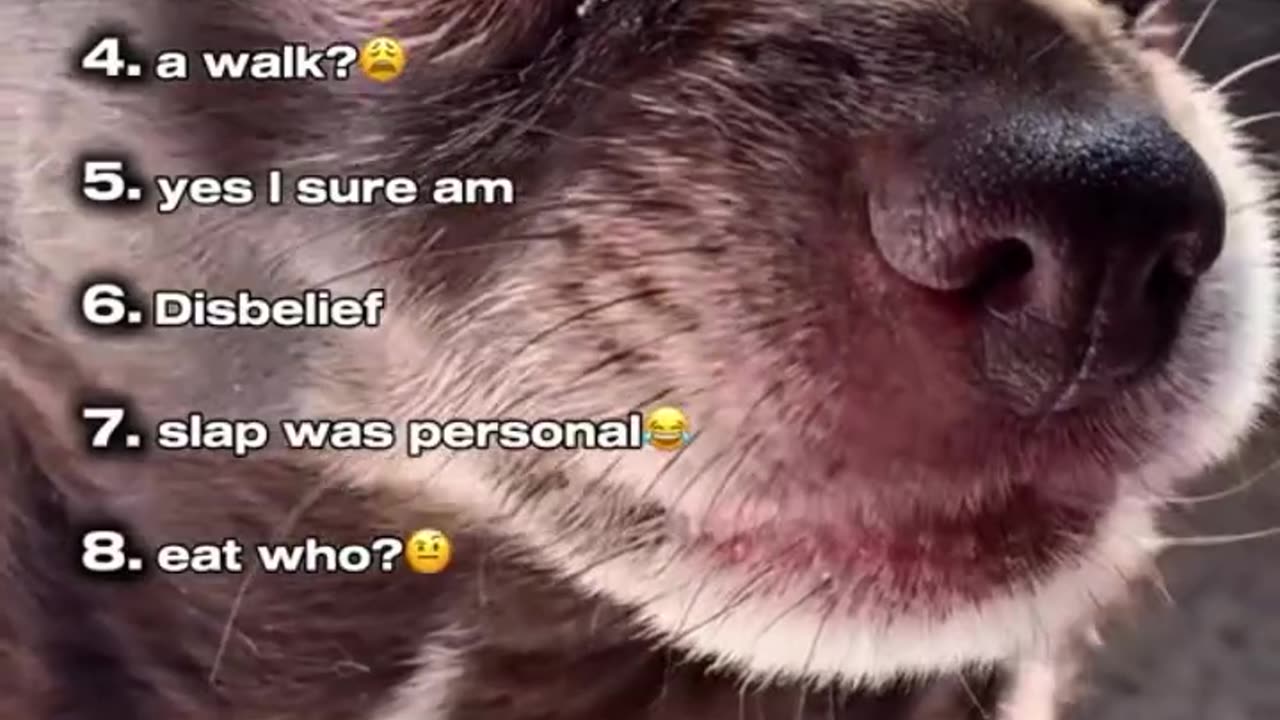 Do Dogs Understand English?