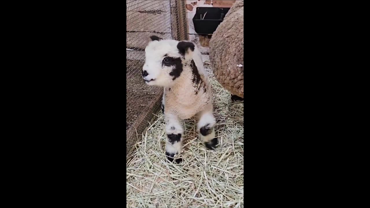 Epic Viral Clips That’ll Leave You Speechless! Compilation