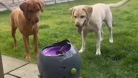 Animal funny