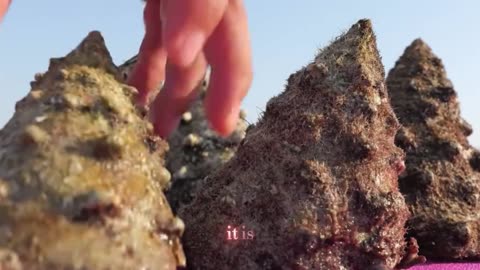 Why Constant Noise Ages the Brain Faster | The Hidden Cognitive Cost of Noise