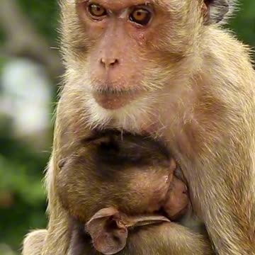 Monkey Cuddles 🐒💞 | Sounds of Nature