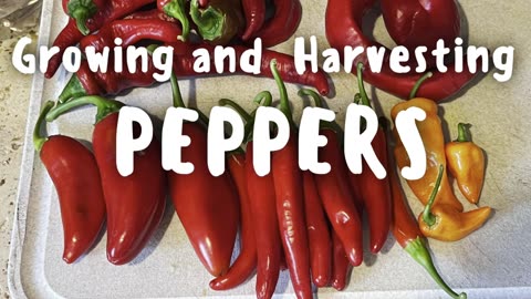 Peppers