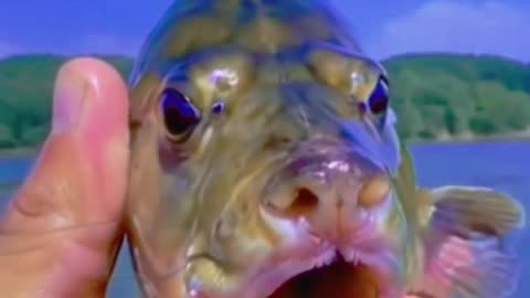 UNSEEN FISH VARIETY 😱😱😱