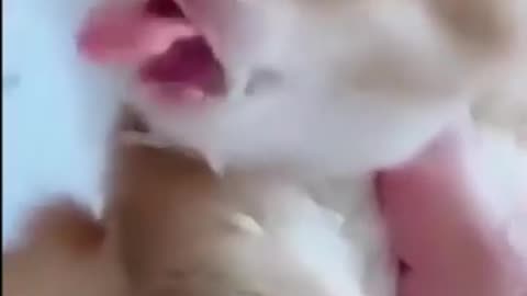 Addorable Kittens