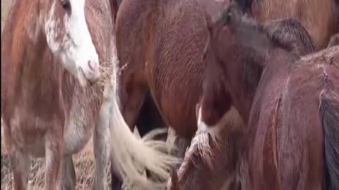 horse