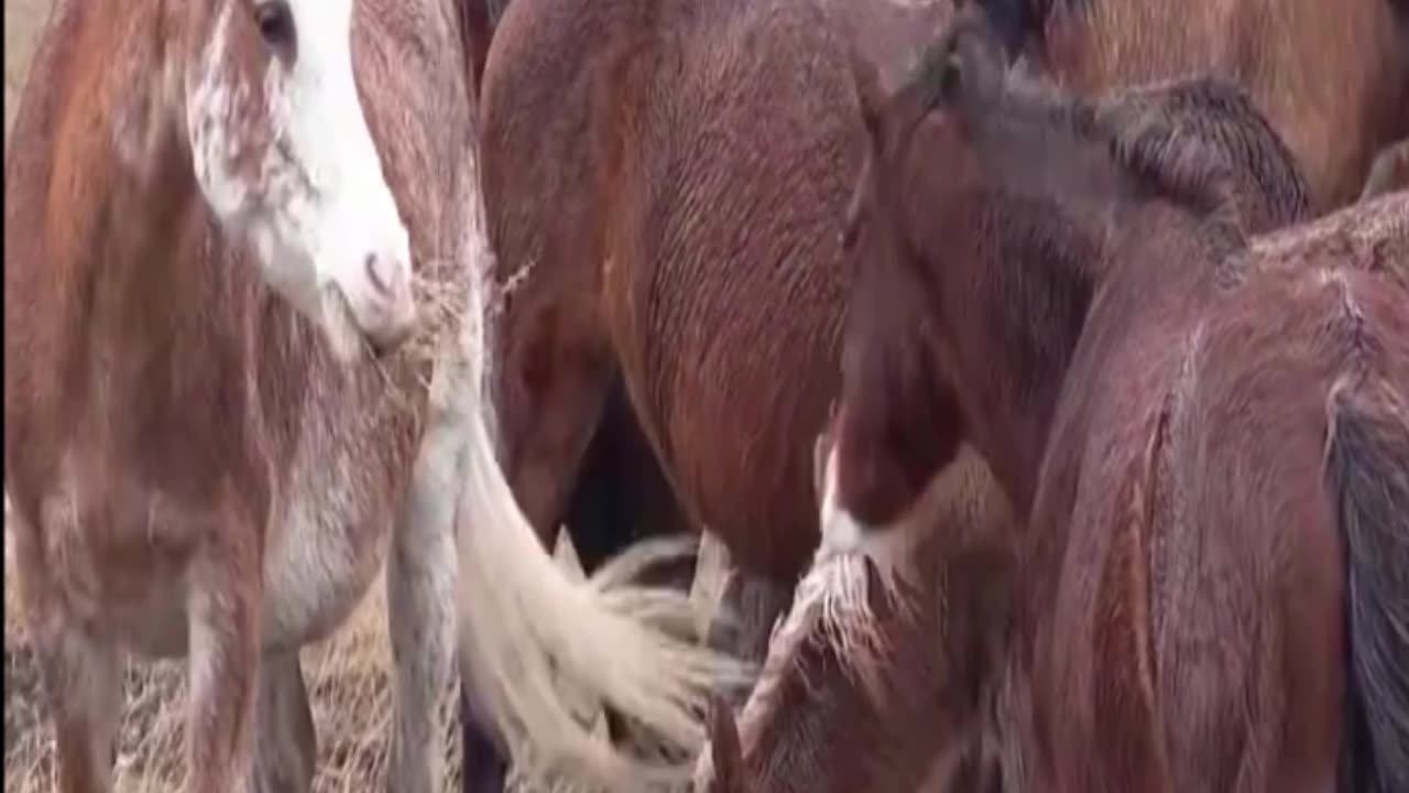 horse
