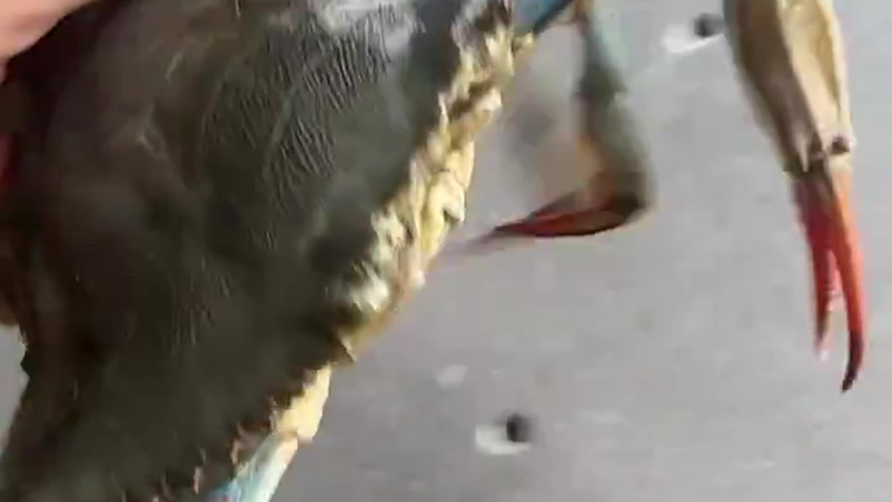 Crab Stuff