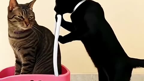 Cat Videos Funny Short 😹 Hello Kitty Wagon #shorts #cat #hellokitty #wagon