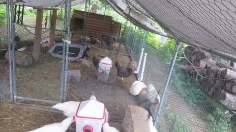 Chicken Live Stream