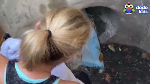 Incredible: Rescuer Saves Kitten By Doing WHAT?! | Dodo Kids | Rescued!