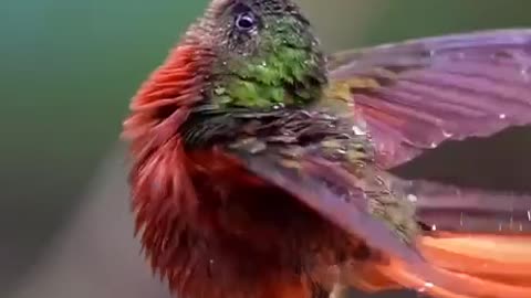 Bird bath, or bird shower