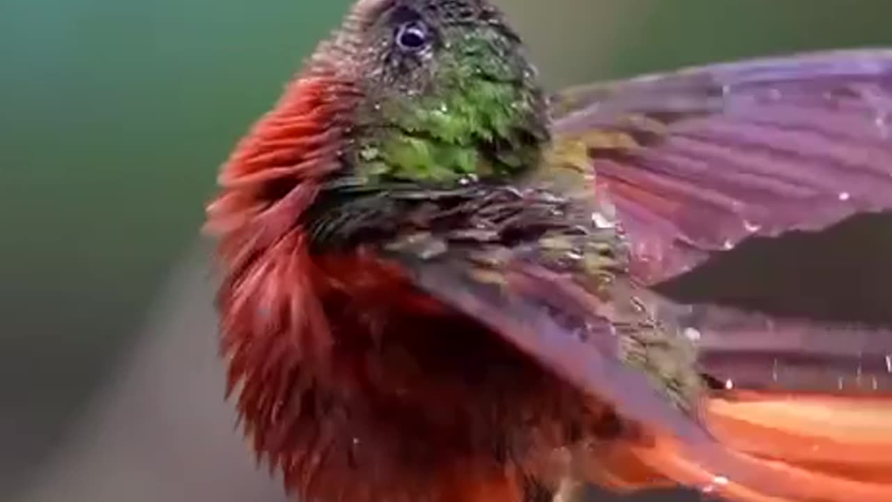 Bird bath, or bird shower