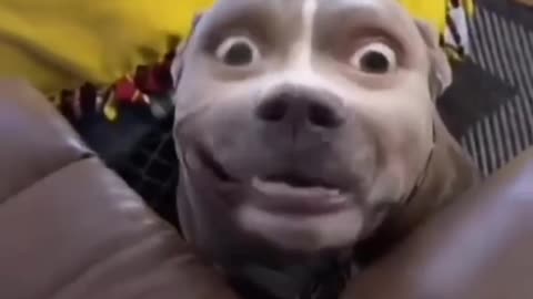 Funny pets