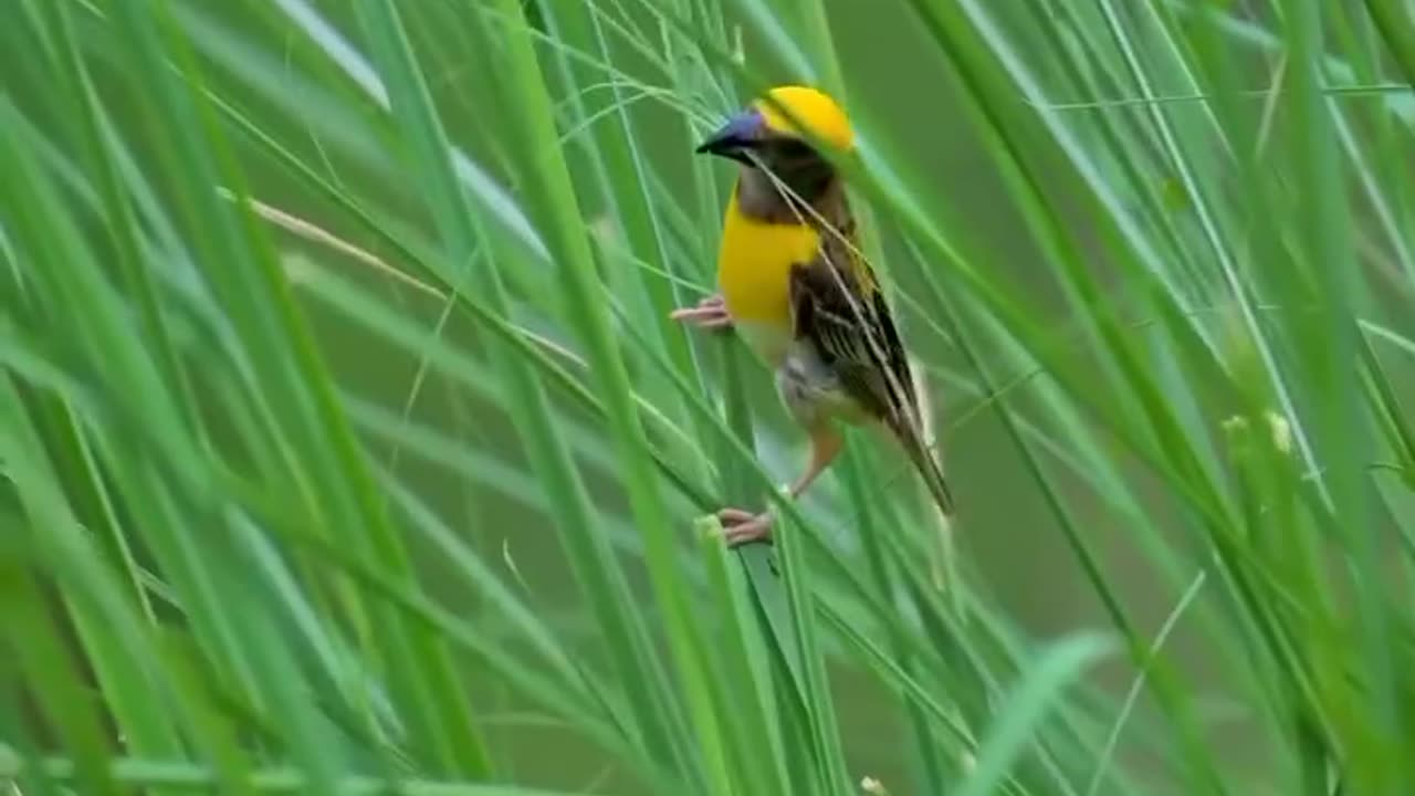 Brids