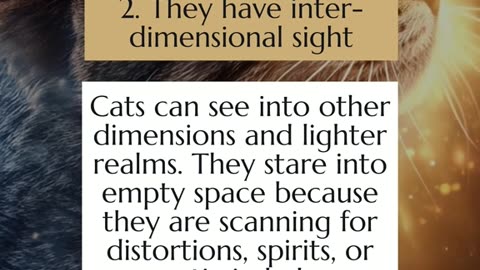 Spiritual superpowers of cats 😺