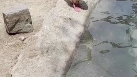 goose