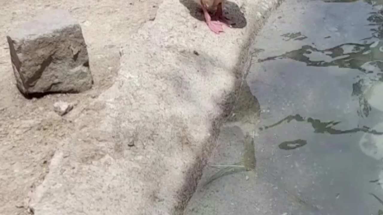 goose