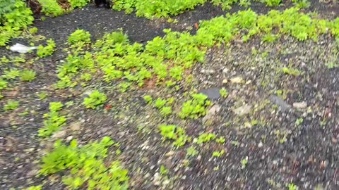 NAUGATUCK FALLS Seymour, Connecticut PT 1 of 2. Part two iis even better
