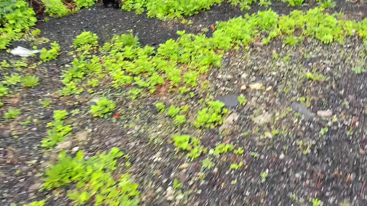 NAUGATUCK FALLS Seymour, Connecticut PT 1 of 2. Part two iis even better