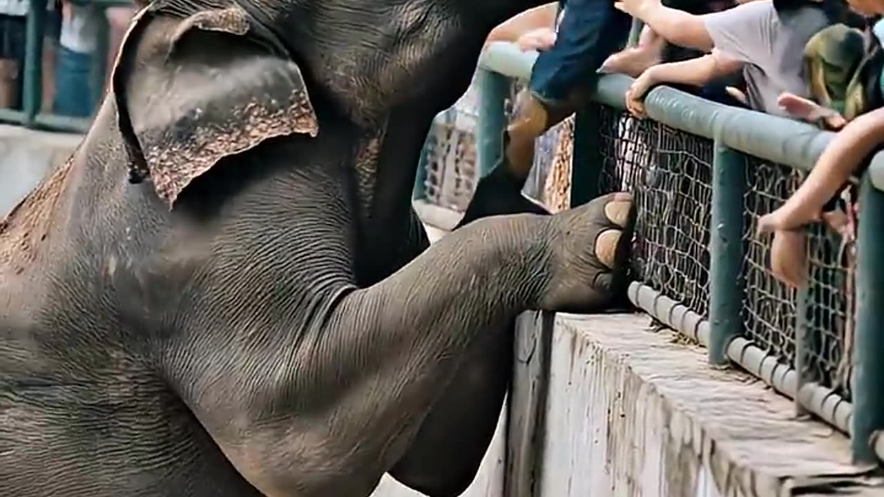 HERO ELEPHANT RESCUES CHILD IN HEART-STOPPING ZOO DRAMA!.