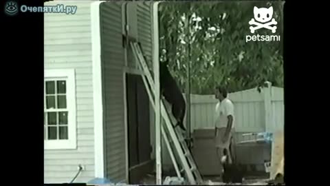 The dog climbed the stairs to the attic