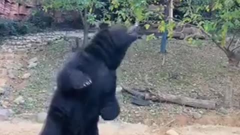 A bear catching steamed buns with honey | funny video | crazy clips