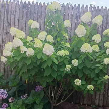 Hydrangea tree