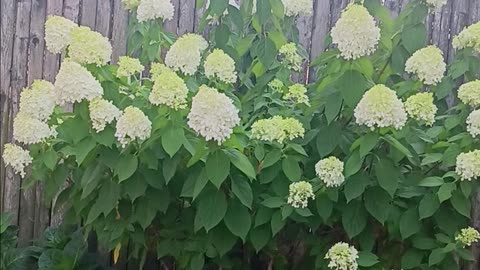 Hydrangea tree