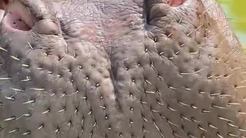 Wow. That's amazing 😍🦛🍉