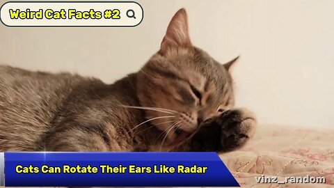 Weird Cat Facts #2