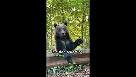 This family rescued a bear that was hit by a car #bear #shorts #animals