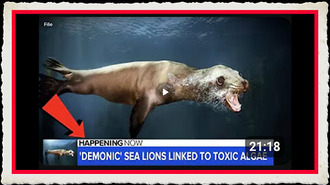 WHEN DEMONICALLY POSSESSED SEA LIONS ATTACK! YES, THIS IS AN ACTUAL NATIONAL NEWS STORY!