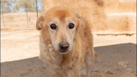 Watch 15-year-old rescued dog Lucas enjoy his last summer.
