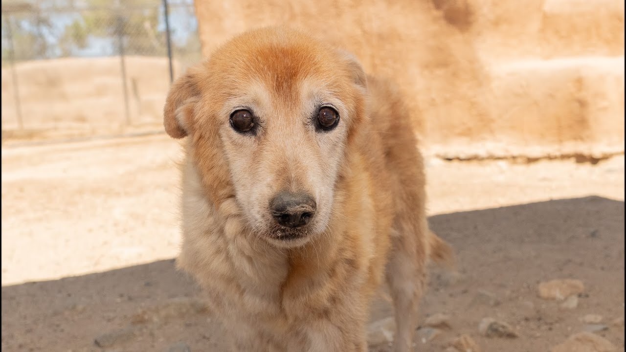 Watch 15-year-old rescued dog Lucas enjoy his last summer.