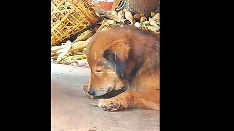 The dog eating his own foot