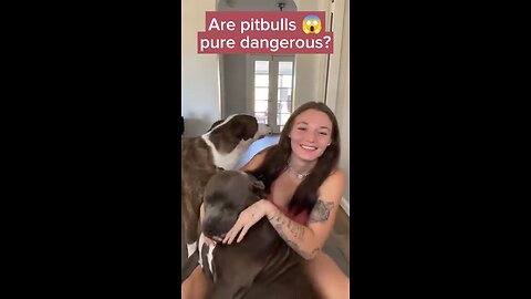 are pitbulls pure dangerous breed? #doglife #dogshorts #dogvideos #dogtraining