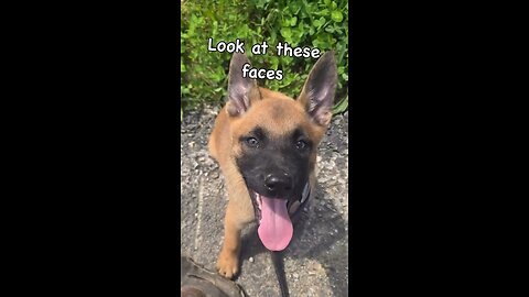 These puppies were born to protect